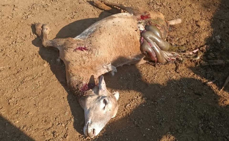 Perros salvajes han matado 15 borregos en diferentes ranchos del ejido Pozuelos en Ciudad Frontera en lo que va de esta semana.