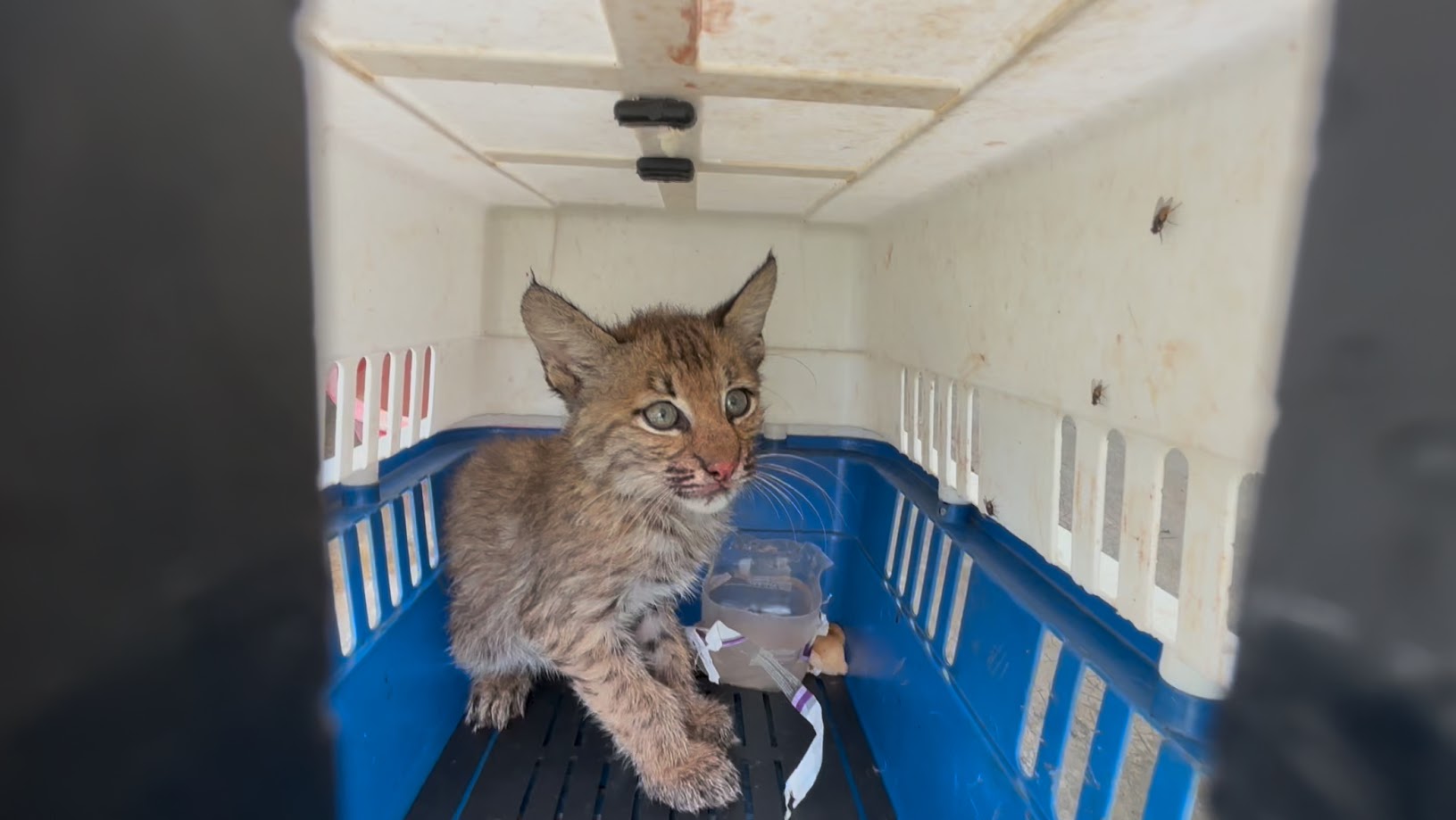 Protección Civil capturó un gato montés de un mes y medio en una zona urbana de Monclova. El felino fue llevado al zoológico municipal.